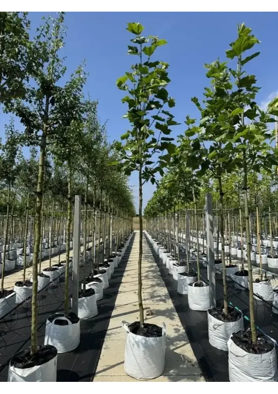 Ahornblättrige Platane | Platanus hispanica