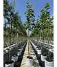 Ahornblättrige Platane | Platanus hispanica
