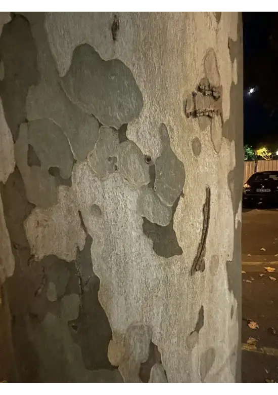 Ahornblättrige Platane | Platanus hispanica