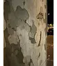 Ahornblättrige Platane | Platanus hispanica