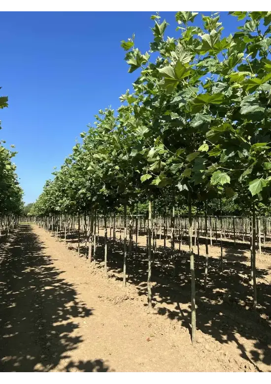 Ahornblättrige Platane | Platanus hispanica