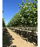 Ahornblättrige Platane | Platanus hispanica