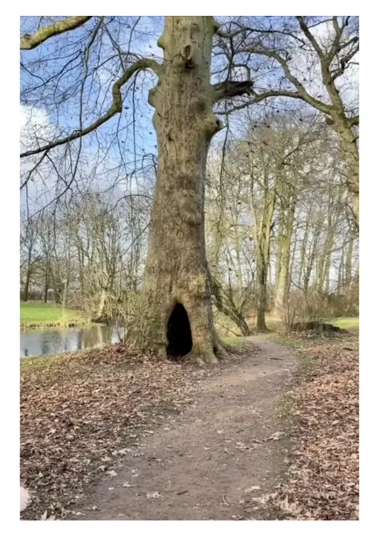 Ahornblättrige Platane | Platanus hispanica