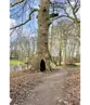 Ahornblättrige Platane | Platanus hispanica