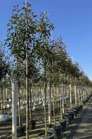 Glanzmispel Baum | Photinia fraseri 'Red Robin'