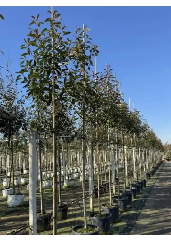 Glanzmispel Baum  | Photinia fraseri 'Red Robin'