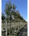 Glanzmispel Baum  | Photinia fraseri 'Red Robin'