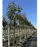 Glanzmispel Baum  | Photinia fraseri 'Red Robin'