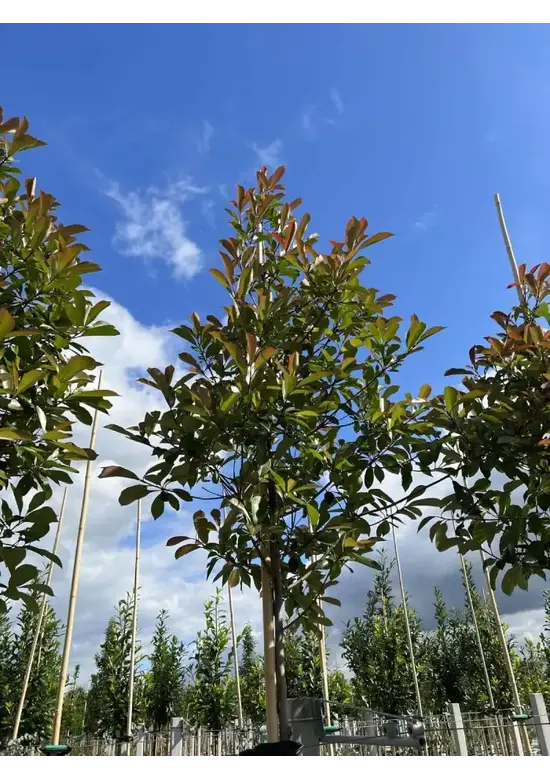 Glanzmispel Baum  | Photinia fraseri 'Red Robin'
