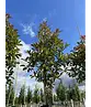 Glanzmispel Baum  | Photinia fraseri 'Red Robin'
