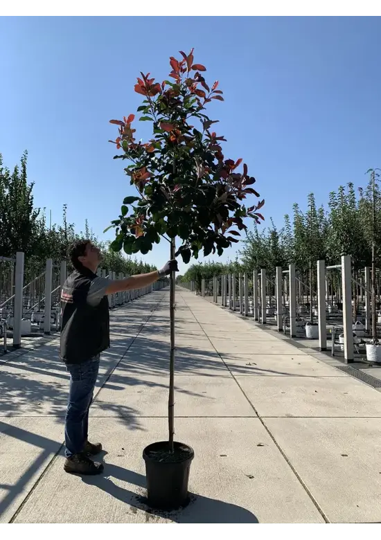 Glanzmispel Baum  | Photinia fraseri 'Red Robin'