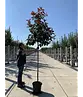 Glanzmispel Baum  | Photinia fraseri 'Red Robin'
