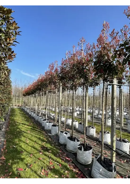 Glanzmispel Baum  | Photinia fraseri 'Red Robin'