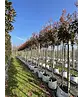 Glanzmispel Baum  | Photinia fraseri 'Red Robin'