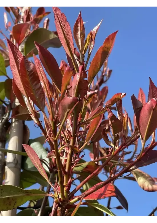 Glanzmispel Baum  | Photinia fraseri 'Red Robin'