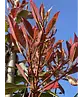 Glanzmispel Baum  | Photinia fraseri 'Red Robin'