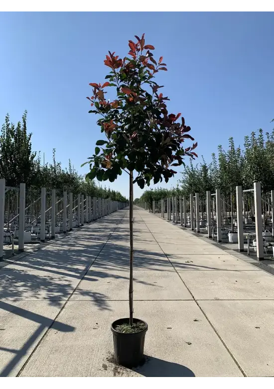 Glanzmispel Baum  | Photinia fraseri 'Red Robin'