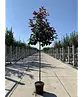 Glanzmispel Baum  | Photinia fraseri 'Red Robin'