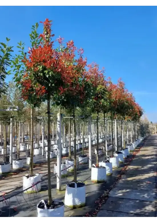 Glanzmispel Baum  | Photinia fraseri 'Red Robin'