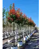 Glanzmispel Baum  | Photinia fraseri 'Red Robin'