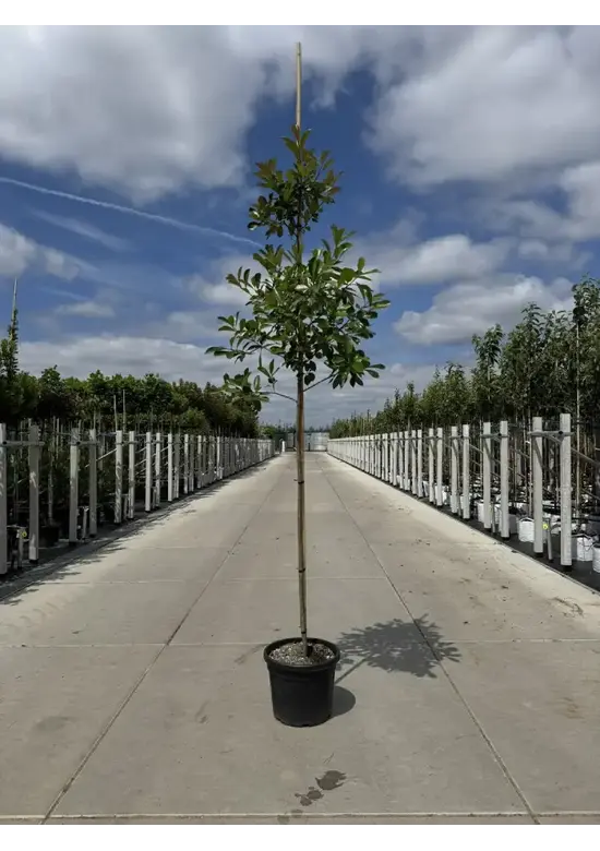 Glanzmispel Baum  | Photinia fraseri 'Red Robin'
