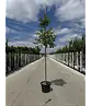 Glanzmispel Baum  | Photinia fraseri 'Red Robin'