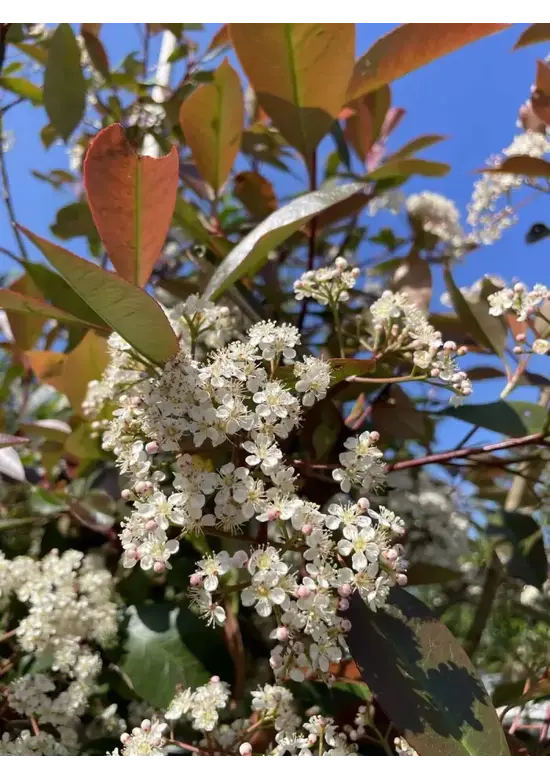 Glanzmispel Baum  | Photinia fraseri 'Red Robin'