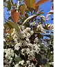 Glanzmispel Baum  | Photinia fraseri 'Red Robin'