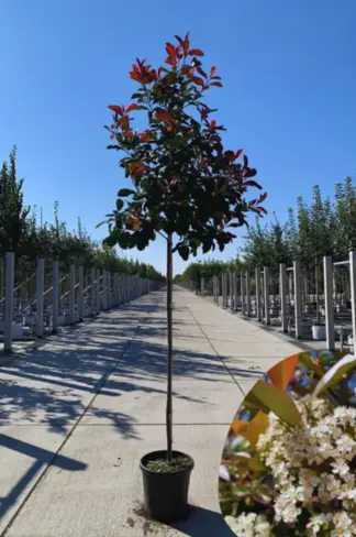 Glanzmispel Baum | Photinia fraseri 'Red Robin'