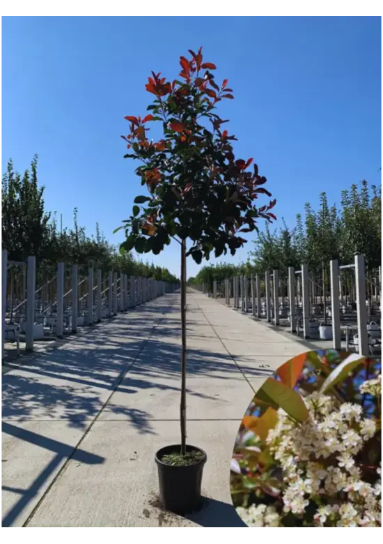 Glanzmispel Baum  | Photinia fraseri 'Red Robin'
