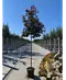 Glanzmispel Baum  | Photinia fraseri 'Red Robin'