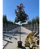Glanzmispel Baum  | Photinia fraseri 'Red Robin'