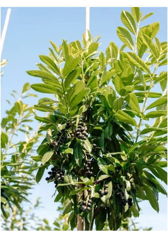 Kirschlorbeer Hochstamm | Prunus laurocerasus 'Novita'