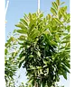 Kirschlorbeer Hochstamm | Prunus laurocerasus 'Novita'