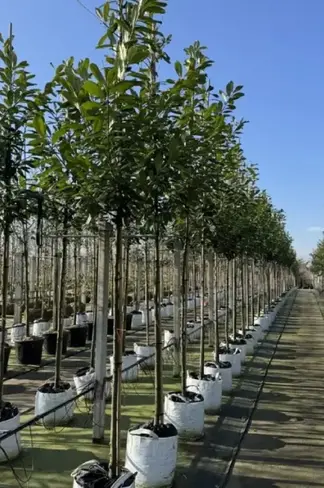 Kirschlorbeer Hochstamm | Prunus laurocerasus 'Novita'
