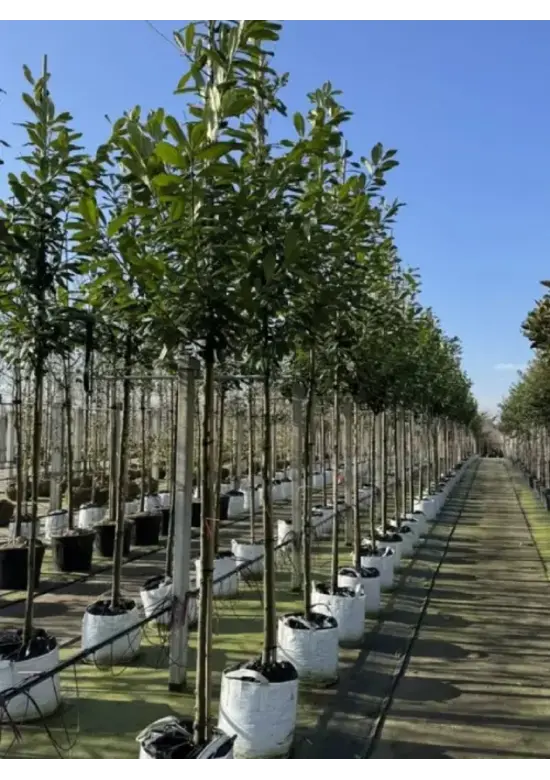 Kirschlorbeer Hochstamm | Prunus laurocerasus 'Novita'