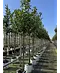 Kirschlorbeer Hochstamm | Prunus laurocerasus 'Novita'