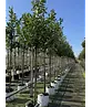 Kirschlorbeer Hochstamm | Prunus laurocerasus 'Novita'