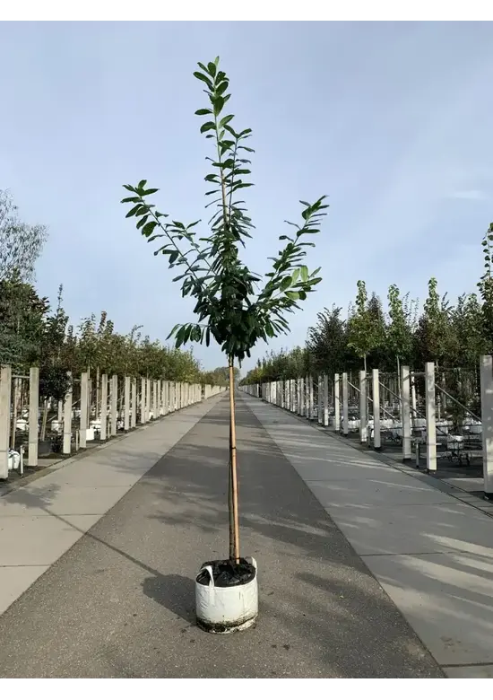 Kirschlorbeer Hochstamm | Prunus laurocerasus 'Novita'