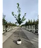 Kirschlorbeer Hochstamm | Prunus laurocerasus 'Novita'