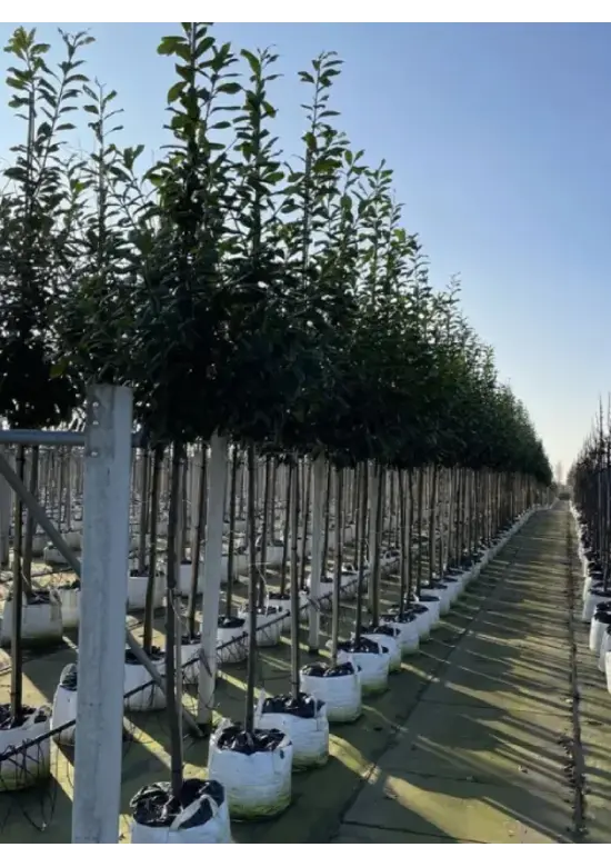Kirschlorbeer Hochstamm | Prunus laurocerasus 'Novita'