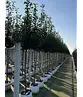 Kirschlorbeer Hochstamm | Prunus laurocerasus 'Novita'