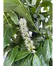 Kirschlorbeer Hochstamm | Prunus laurocerasus 'Novita'