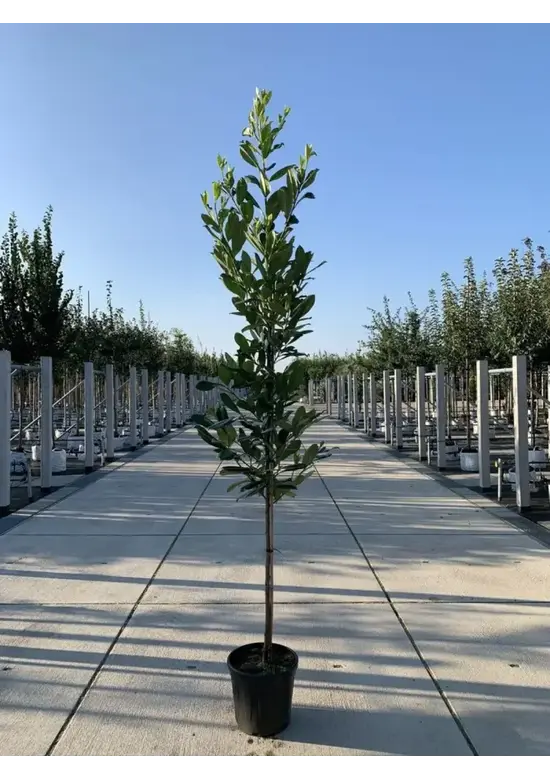 Kirschlorbeer Hochstamm | Prunus laurocerasus 'Novita'