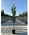 Kirschlorbeer Hochstamm | Prunus laurocerasus 'Novita'