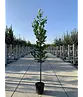 Kirschlorbeer Hochstamm | Prunus laurocerasus 'Novita'