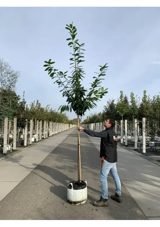 Kirschlorbeer Hochstamm | Prunus laurocerasus 'Novita'