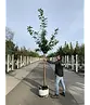 Kirschlorbeer Hochstamm | Prunus laurocerasus 'Novita'