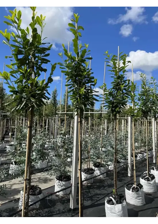 Kirschlorbeer Hochstamm | Prunus laurocerasus 'Novita'