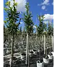 Kirschlorbeer Hochstamm | Prunus laurocerasus 'Novita'